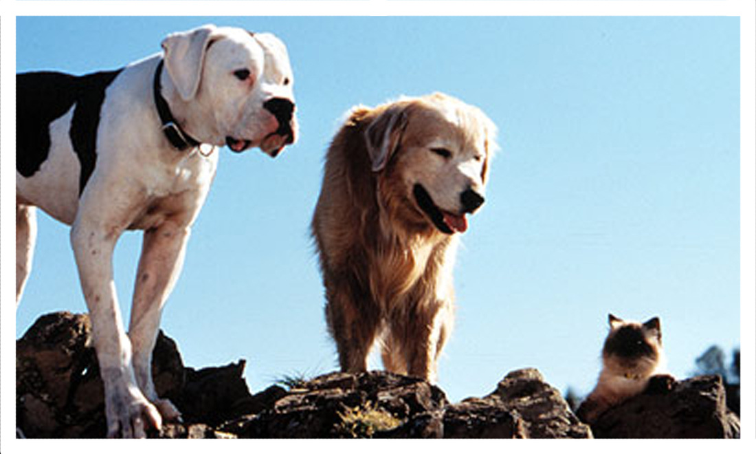 homeward bound names refinery tv homeward bound names refinery tv
